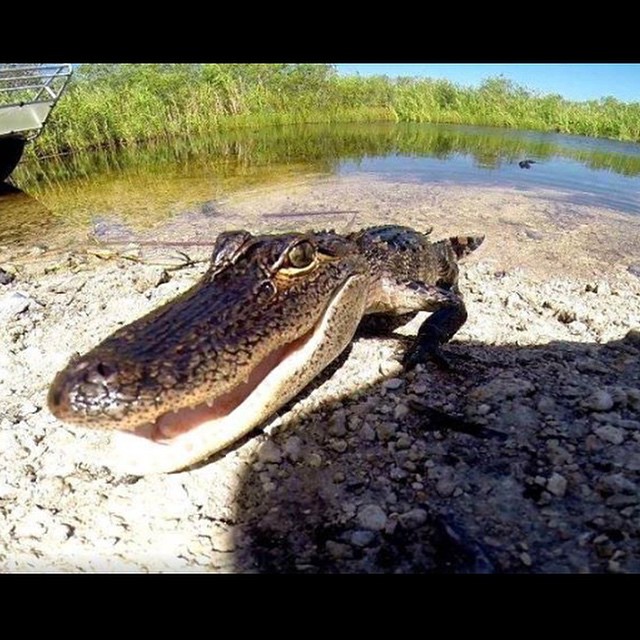 airboat tours